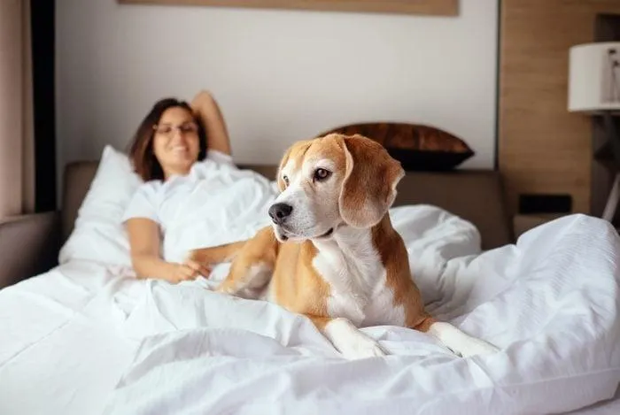 Image Top Pet-Friendly Hotel Chains That Welcome Your Furry Friends in 2024 7 Top Pet-Friendly Hotel Chains That Welcome Your Furry Friends in 2024 photo 2