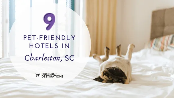 Photo Top Pet-Friendly Hotel Chains That Welcome Your Furry Friends in 2024 3 Top Pet-Friendly Hotel Chains That Welcome Your Furry Friends in 2024 photo 3
