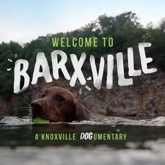 Top Pet-Friendly Hotel Chains That Welcome Your Furry Friends in 2024 photo 4