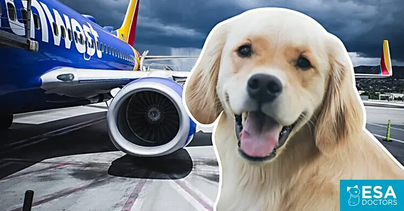 Photo Everything You Need to Know About Traveling With an Emotional Support Dog on a Plane | Blog Name 9 Everything You Need to Know About Traveling With an Emotional Support Dog on a Plane | Blog Name image 2
