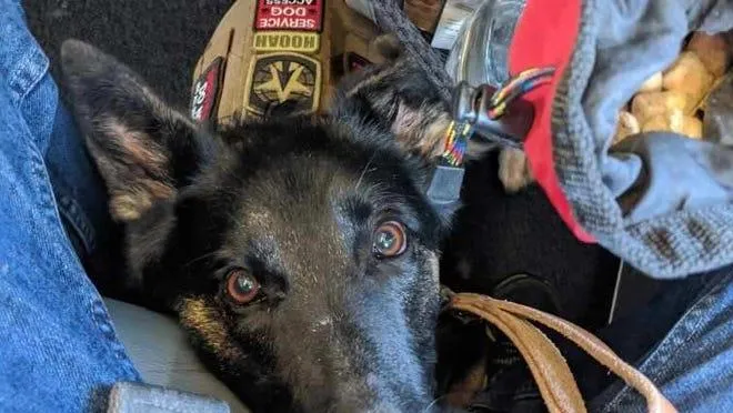 Are Airlines Really Required to Allow Emotional Support Dogs to Fly? image 2