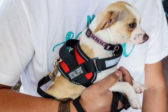 Are Airlines Really Required to Allow Emotional Support Dogs to Fly? image 3