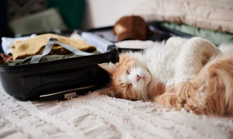 Does JetBlue Allow Pets in Cargo? A Complete Guide to JetBlue Pet Travel Policies photo 4