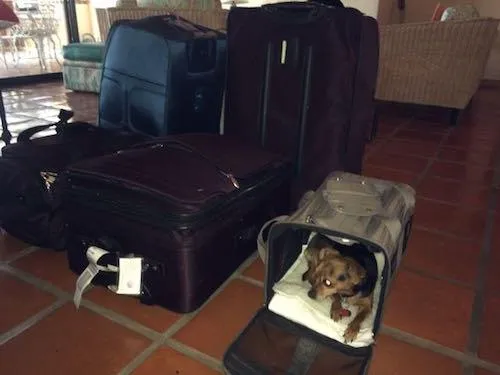 Volaris Airline Dog Policy: Rules for Flying With Your Pet on Volaris Flights photo 4