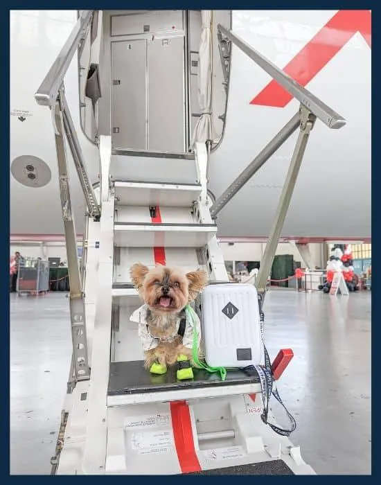 Photo Airlines That Allow Large Breed Dogs as pets in the Cabin 5 Airlines That Allow Large Breed Dogs as pets in the Cabin photo 2