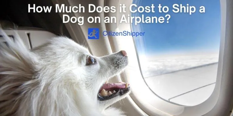 Cheapest Pet Travel: The Most Affordable Ways to Fly With Your Cat or Dog image 2