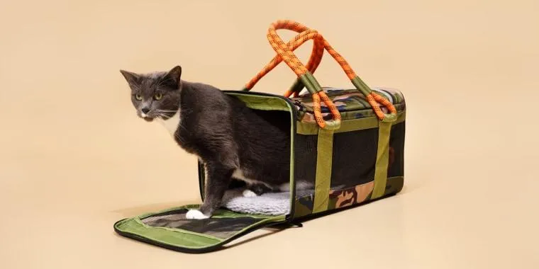 Cheapest Pet Travel: The Most Affordable Ways to Fly With Your Cat or Dog image 3