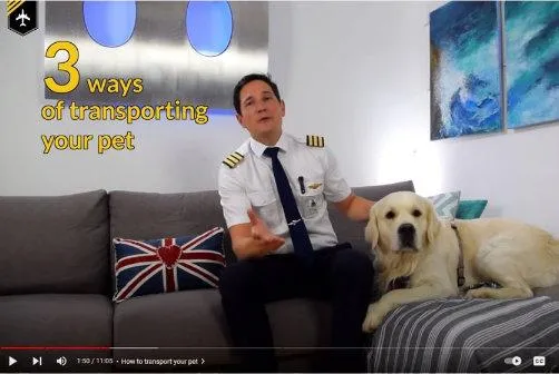 How Pet Transport Works – Learn About Transporting Your Pet Safely image 2