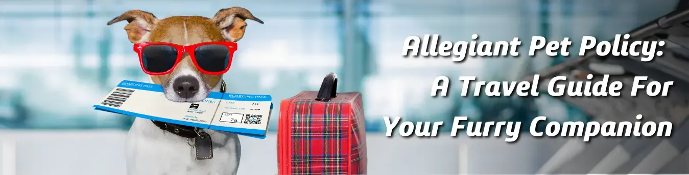 Find Cheap Pet Friendly Flights for Your Furry Companion image 2