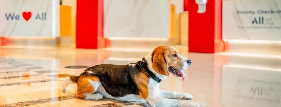 Find Cheap Pet Friendly Flights for Your Furry Companion image 4