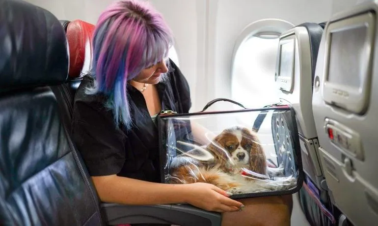 How to Ship Your Dog on Southwest Airlines: Dog Shipping Requirements, Fees & Tips image 3