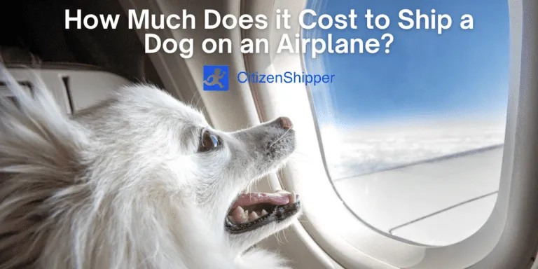 How to Ship Your Dog on Southwest Airlines: Dog Shipping Requirements, Fees & Tips image 4