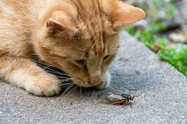 Can You Bring Dog Treats on a Plane? Everything You Need to Know About Flying with Treats for Your Pet image 4
