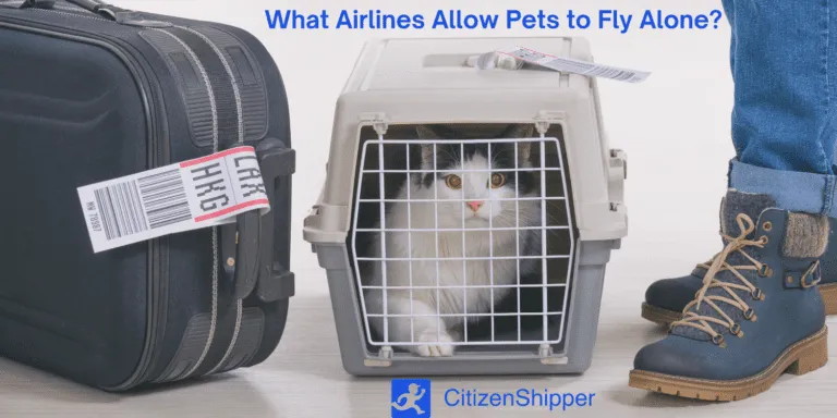 How to Ship Your Pet on Southwest Airlines: A Guide to Pet Travel by Air image 2