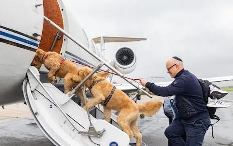Image Flights That Allow Dogs in Cabin - Which Airlines Let You Bring Your Pet on Board 9 Flights That Allow Dogs in Cabin – Which Airlines Let You Bring Your Pet on Board photo 2