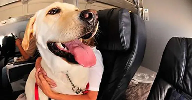 Airline Dog Weight Limit Guide – What You Need to Know About Flying With Your Pet image 2