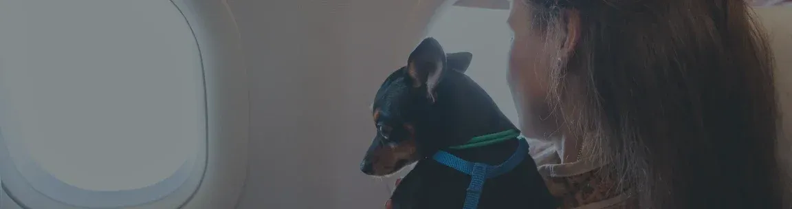 Airline Dog Weight Limit Guide – What You Need to Know About Flying With Your Pet photo 0