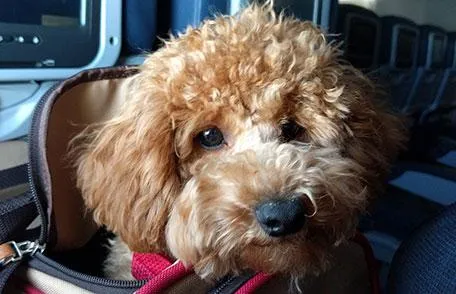 Importing Your Dog to Hawaii: Everything You Need to Know About Bringing Your Pet with You image 2