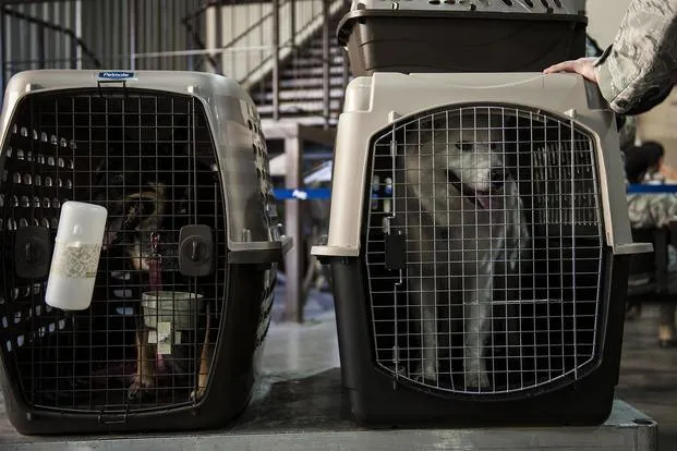 Importing Your Dog to Hawaii: Everything You Need to Know About Bringing Your Pet with You image 3