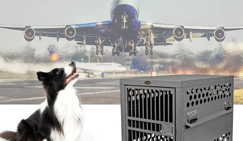 Airlines That Allow Dogs in Cabin – A Complete Guide to Flying with Your Pet image 0