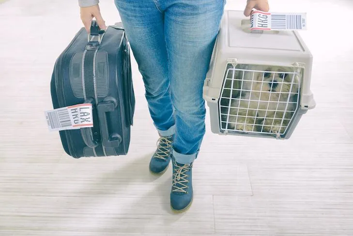 Southwest Pet Carrier Size Regulations and Guidelines for Flying With Your Pet photo 2