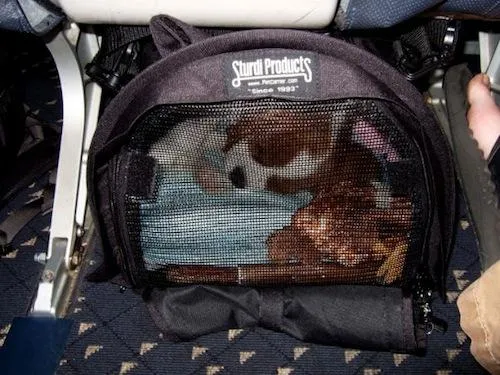 Airline Approved Pet Carriers That Fit Under the Seat image 2