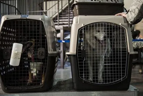 Everything You Need to Know About Airline Crates for Pets photo 3
