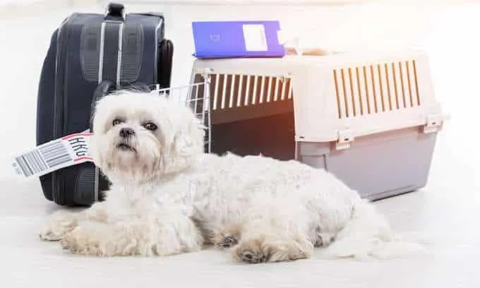 Everything You Need to Know About Airline Crates for Pets photo 0